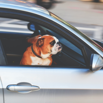 How to Drive with My Pet in the Car?