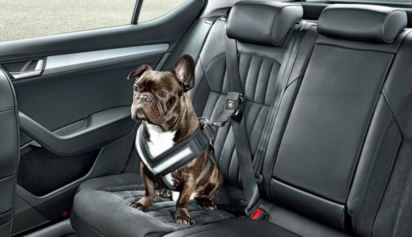 Dog Seat Belt Safe 