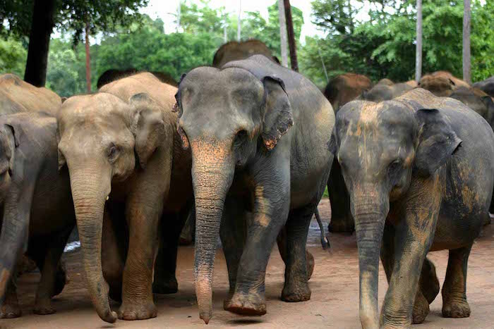 Sri Lanka Elephants