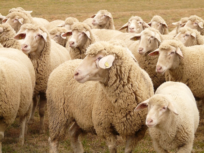 Flock of Sheep